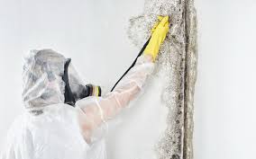 Professional Mold Removal in West Hill, OH